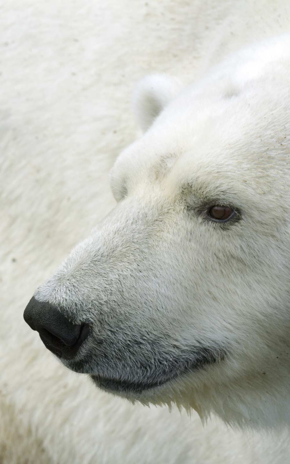 Canadian Arctic Polar Bear Hunt - Ameri-Cana Expeditions